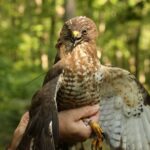Rosalie fitted with transmitter. Photo by Zach Bordner