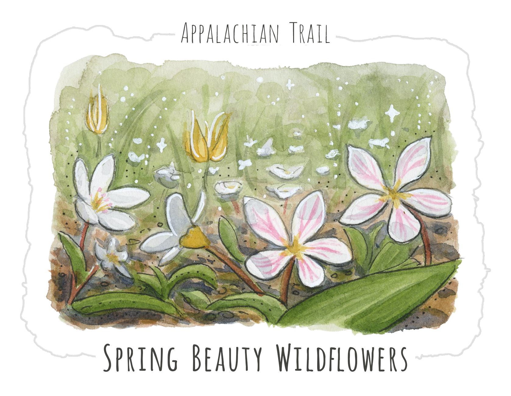 Spring Beauty Wildflowers