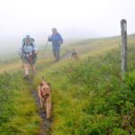 Hiking with Dogs in Mt. Rogers-Grayson Highlands