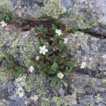 Kingfield - Bigelows apline plants