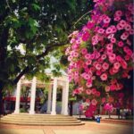 Front Royal Gazebo Flowers