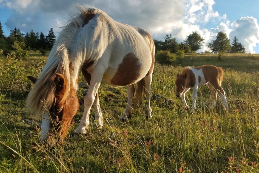 grayson-highlands-ponies-credit-bob-diller