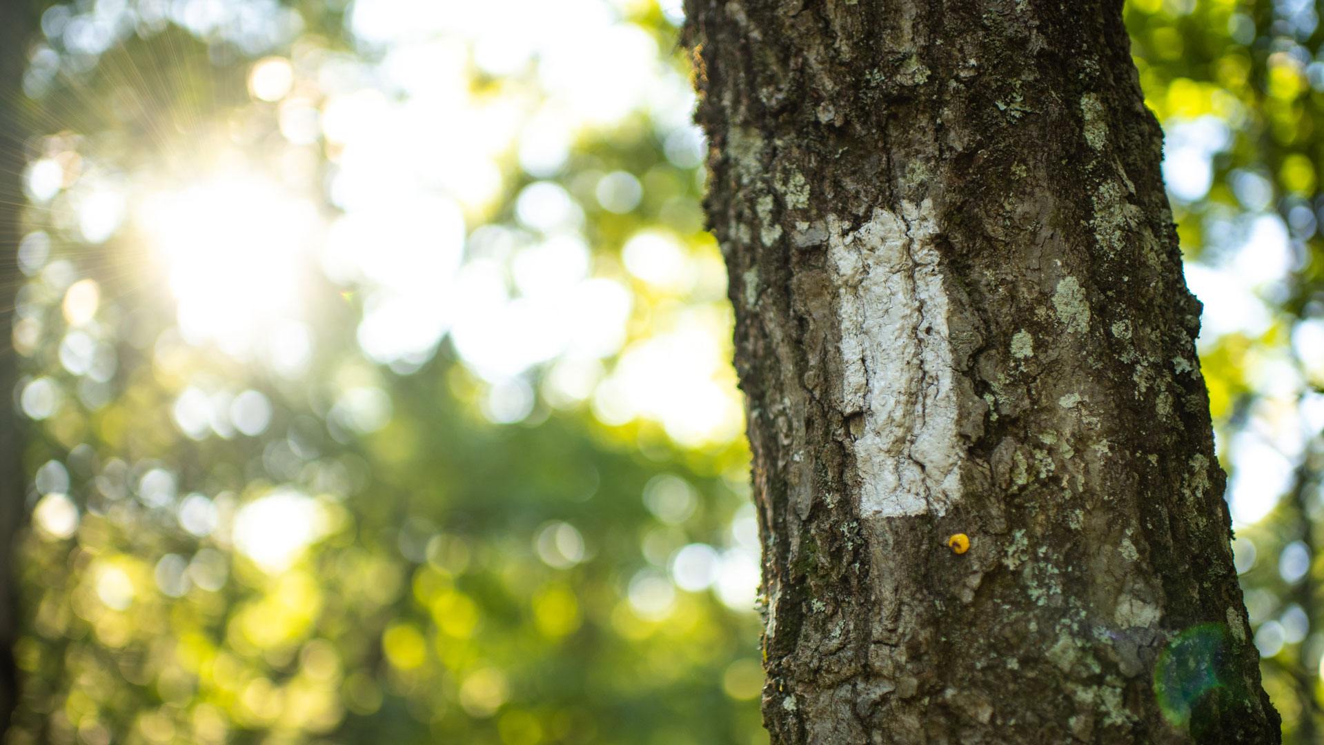 White blazes mark the entire length of the Appalachian Trail