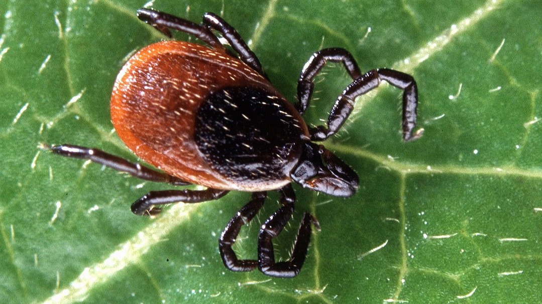961px-adult_deer_tick 961px-adult_deer_tick