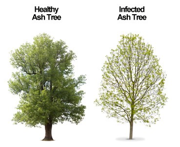 ash-tree-eab-westchester-tree-life ash-tree-eab-westchester-tree-life