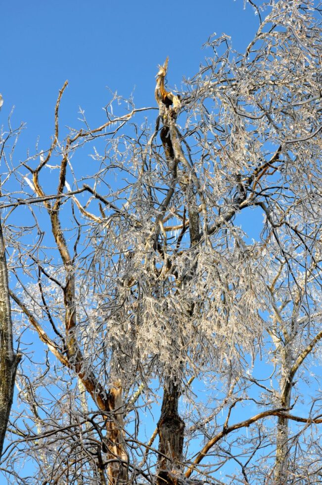 Flashback Friday: Hazard Tree Inspections - Appalachian Trail Conservancy
