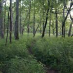 The Appalachian Trail as it passes through Virginia. Photo by Horizonline Pictures.