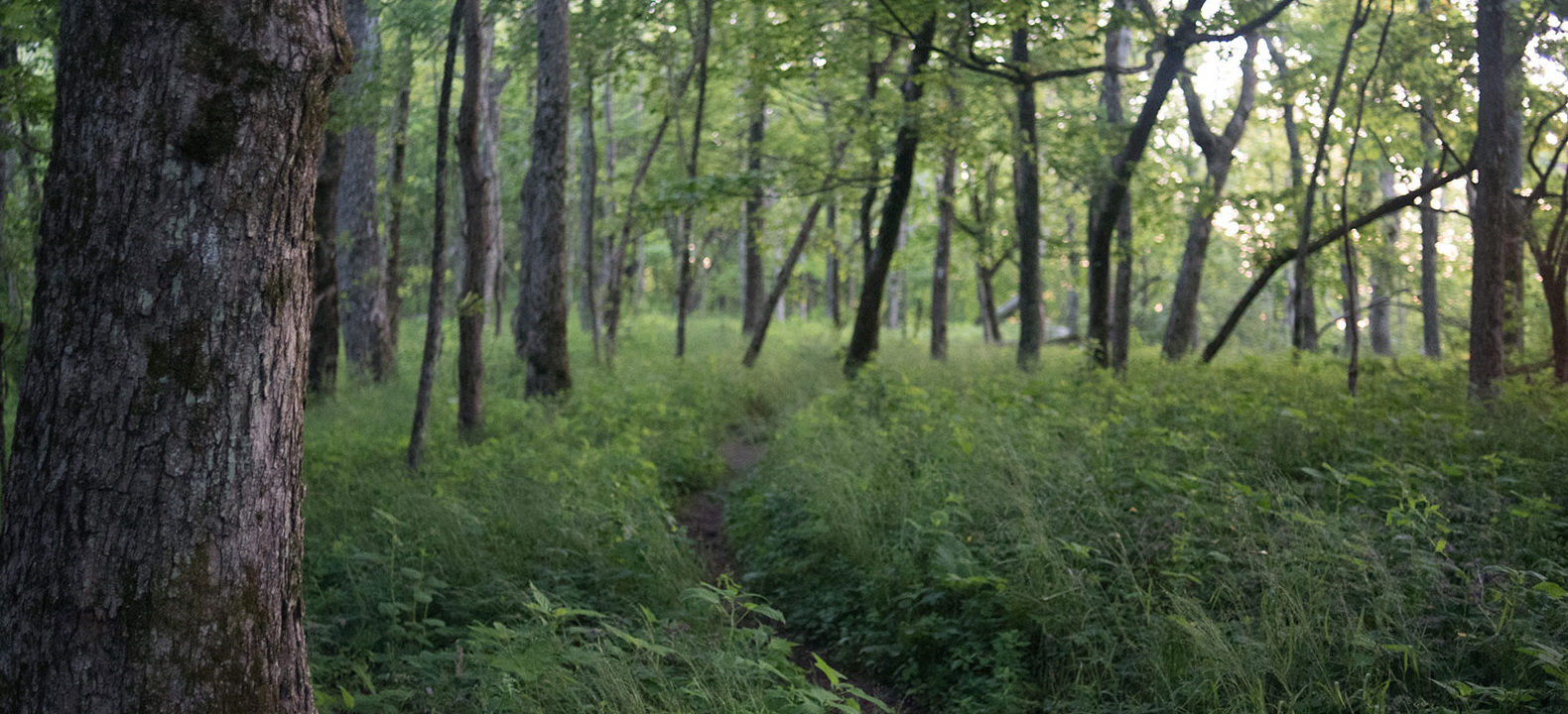 The Appalachian Trail as it passes through Virginia. Photo by Horizonline Pictures.