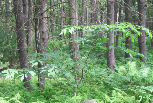 castanea_dentata