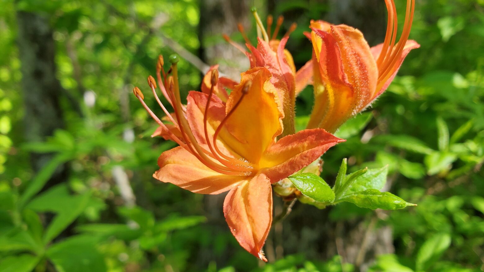 Appalachian Trail Wildflowers - Appalachian Trail Conservancy