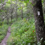 The ATC has advocated for the Trail, its visitors and its communities in a way it has never had to before as the COVID-19 pandemic continues.