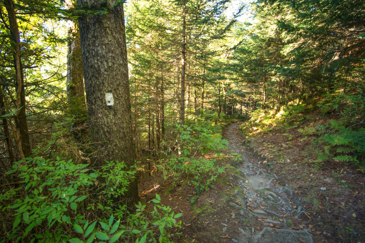 at-in-gsmnp at-in-gsmnp