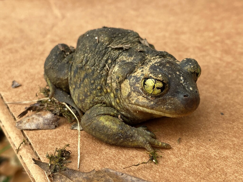 Eastern Spadefoot Toad