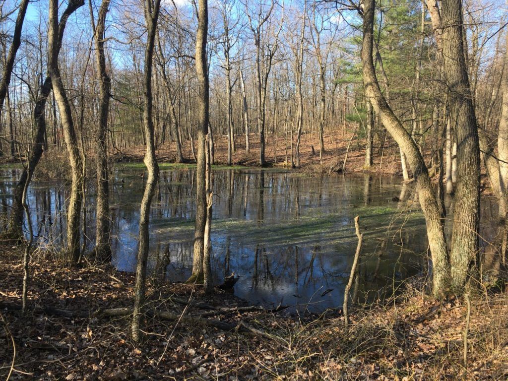 Vernal Pools: Temporary Habitats for A.T. Wildlife | Appalachian Trail ...