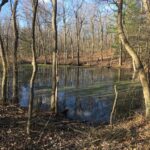 Vernal Pool