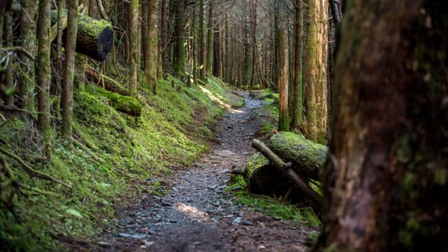 The Appalachian Trail in Great Smoky Mountains National Park