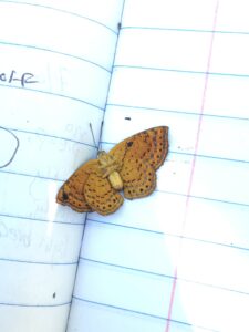 Sleeping Metalmark