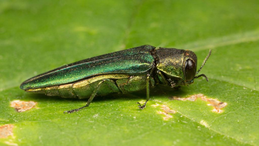 This Tiny Beetle is Killing the Appalachian Trail’s Ash Trees ...