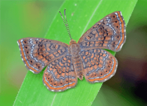Northern Metalmark Butterfly