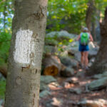 An Appalachian Trail white blaze marks the footpath ahead for hikers.