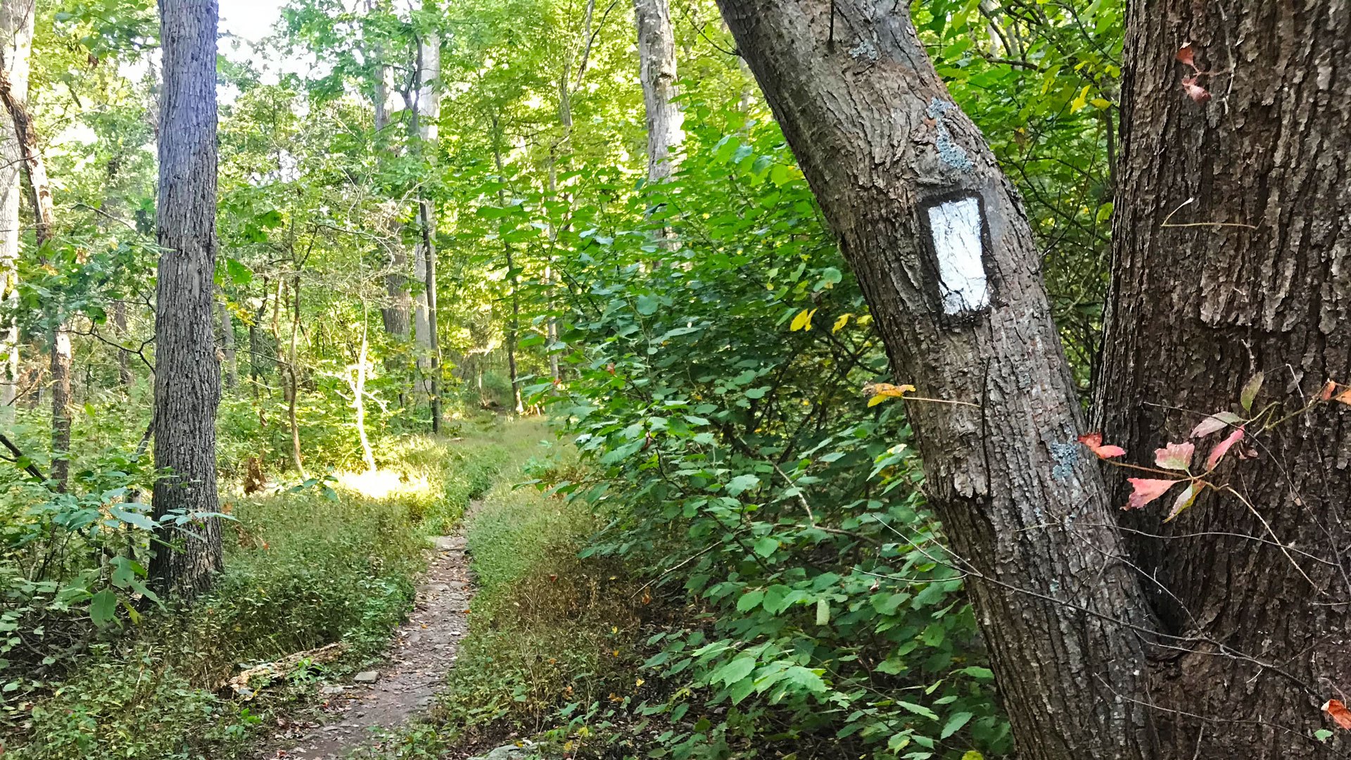 An Appalachian Trail white blaze marks the footpath traveling north through Maryland.