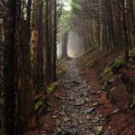 The Appalachian Trail in Great Smoky Mountains National Park