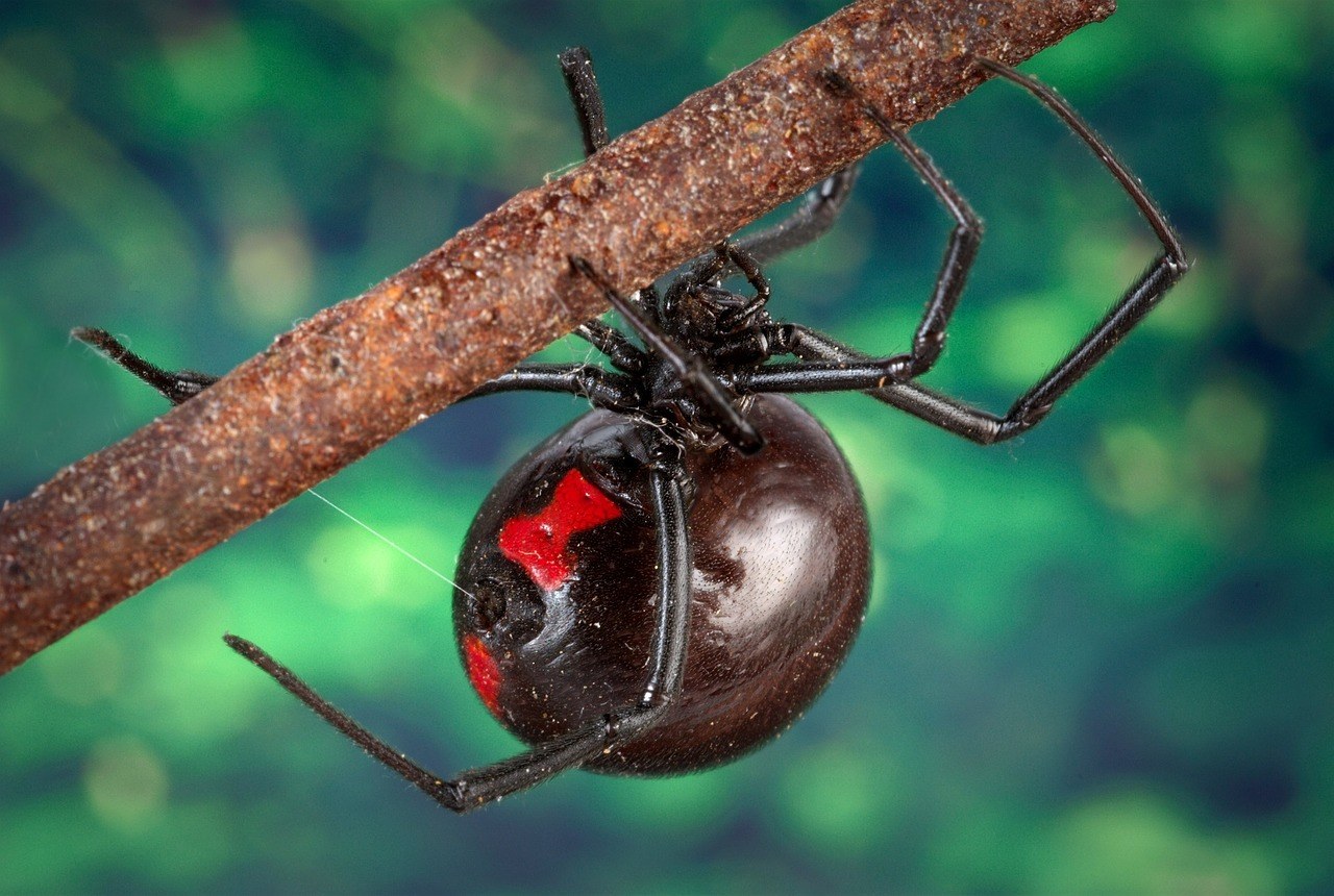 10 New Spider Species Discovered in Appalachia > Appalachian Voices