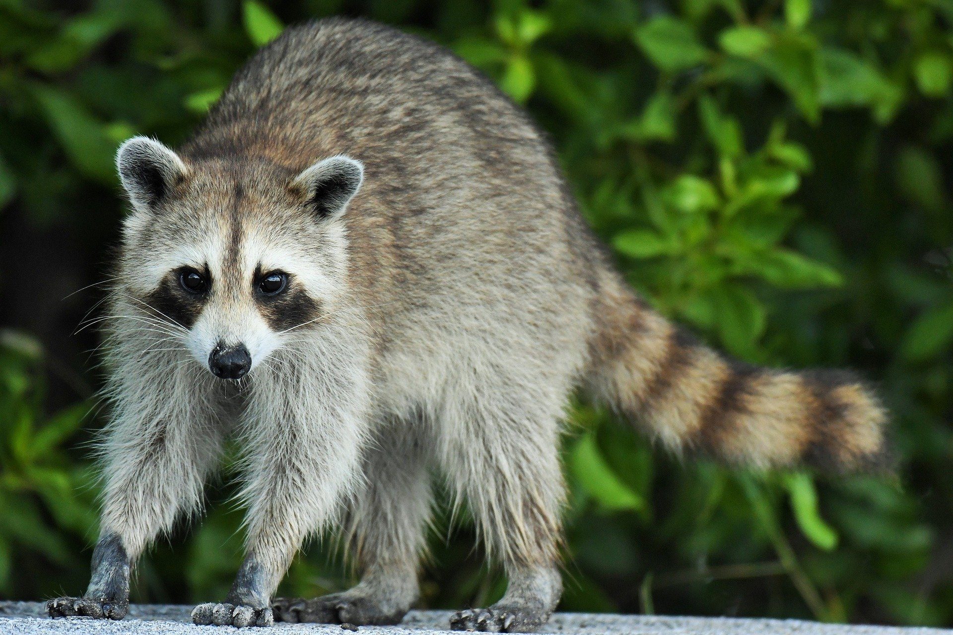 Wildlife along the Appalachian Trail - The Trek