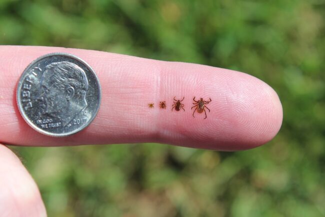 Four ticks of different sizes on a person's fingertip beside a dime for scale.