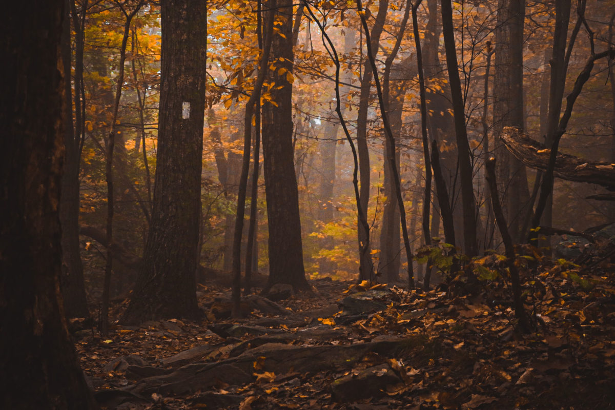 fall-at-leaves_nicholas-fox_web fall-at-leaves_nicholas-fox_web