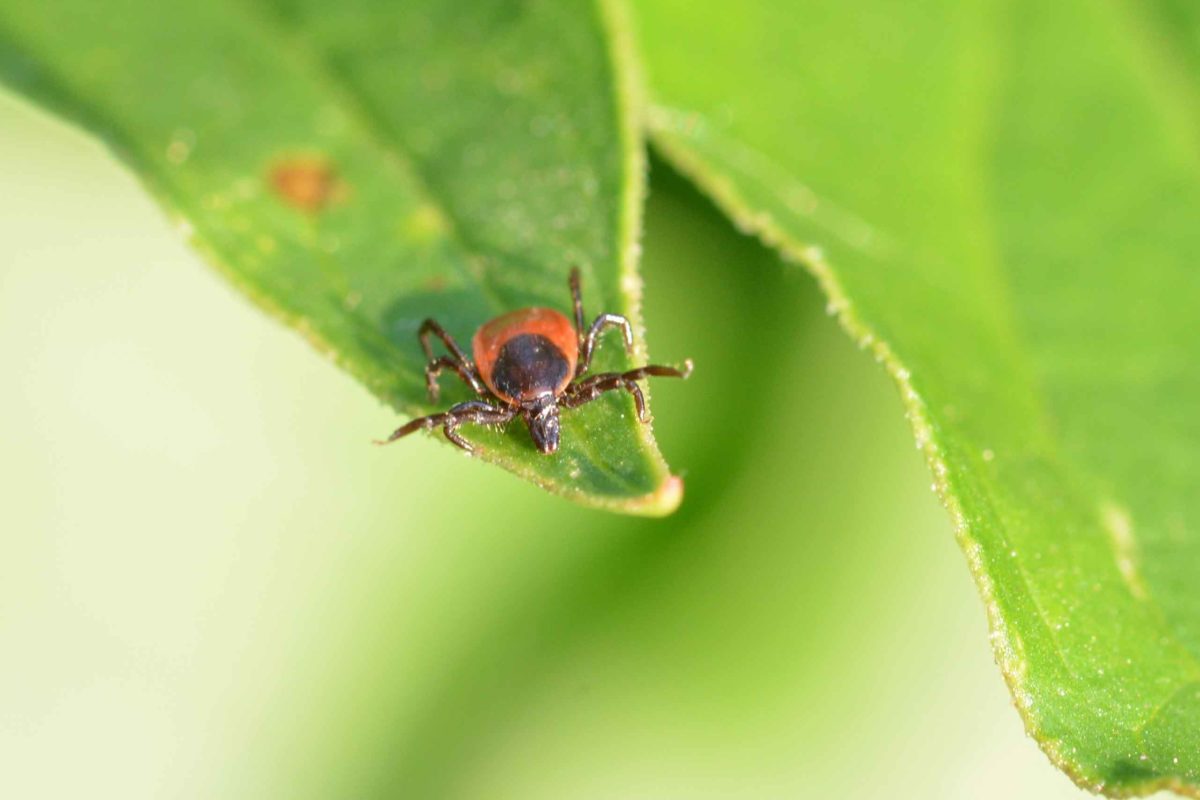 Ticks | Appalachian Trail Conservancy