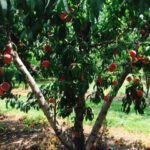 Peach tree at Critzer Family Farm