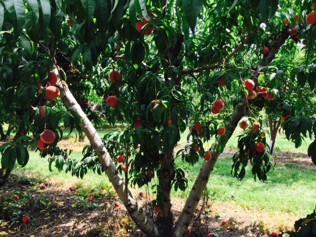 critzer-peach-tree