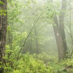 Foggy Trail with White Blaze. Photo by Horizonline Pictures