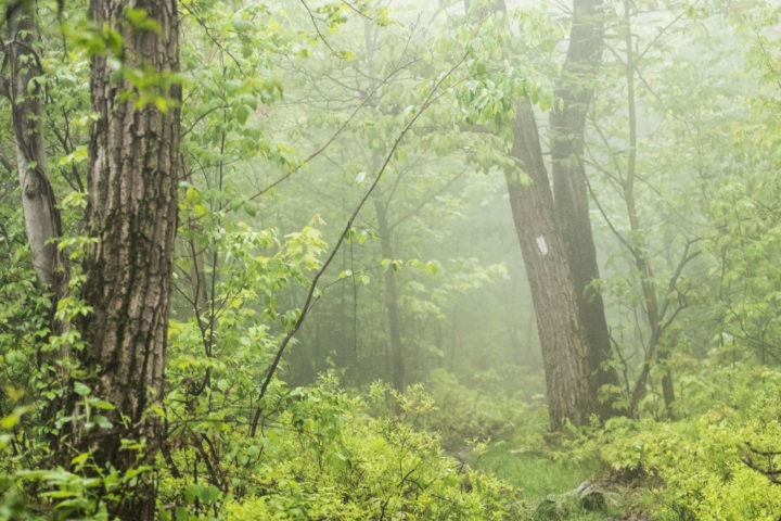 foggy-trail-white-blaze-horizonline-pictures foggy-trail-white-blaze-horizonline-pictures