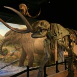 Mastodon skeleton at Museum of the Middle Appalachians