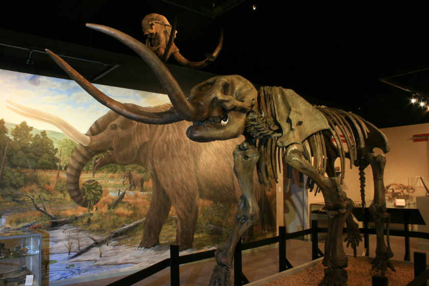 mastodon-skeleton-cast