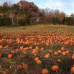 Pumpkin Field