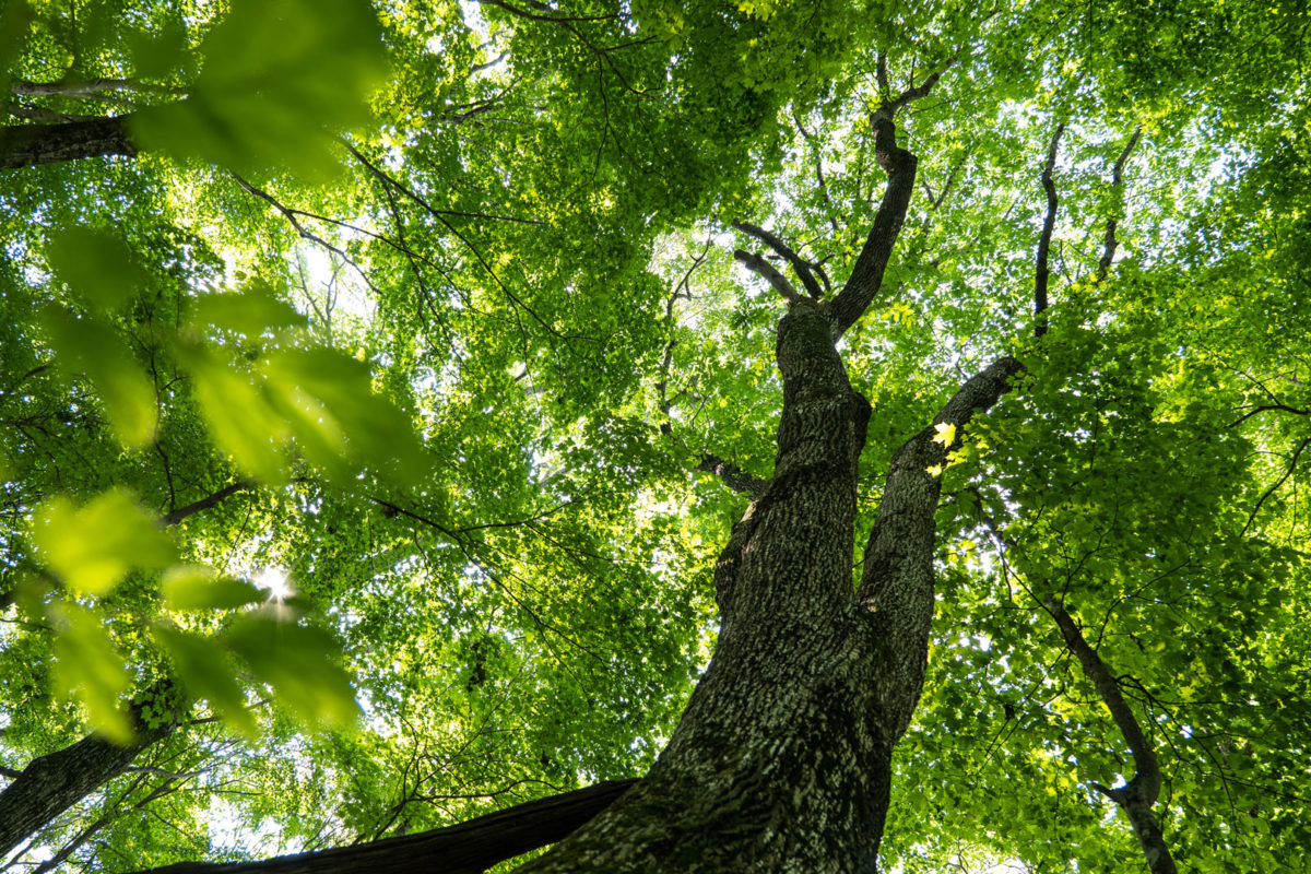 Official Blog | Appalachian Trail Conservancy