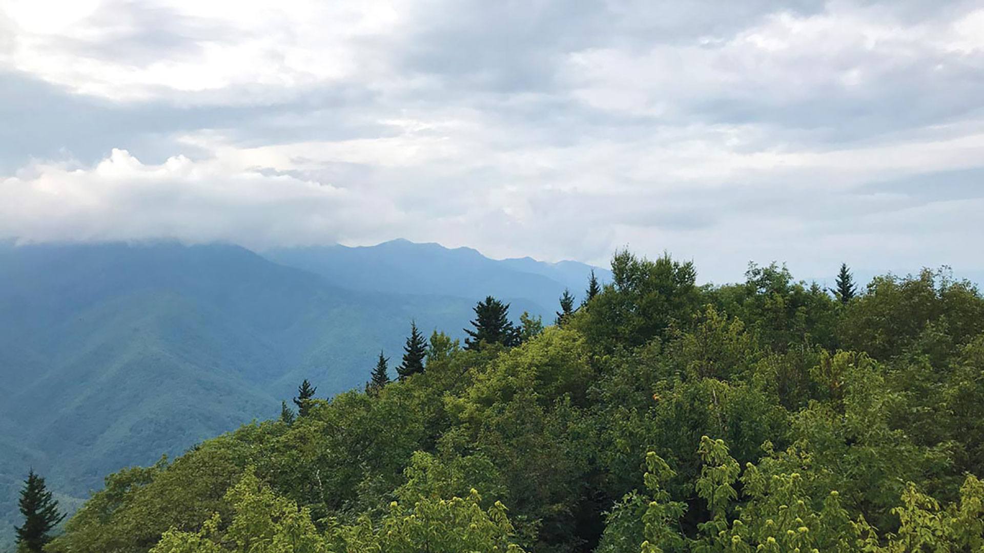 The American Chestnut Tree Appalachian Trail Conservancy