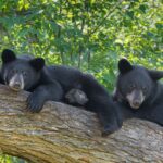 Bear Cubs