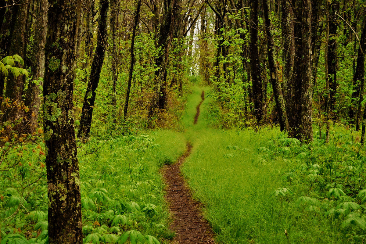 virgina_thomas-spiltoir virgina_thomas-spiltoir