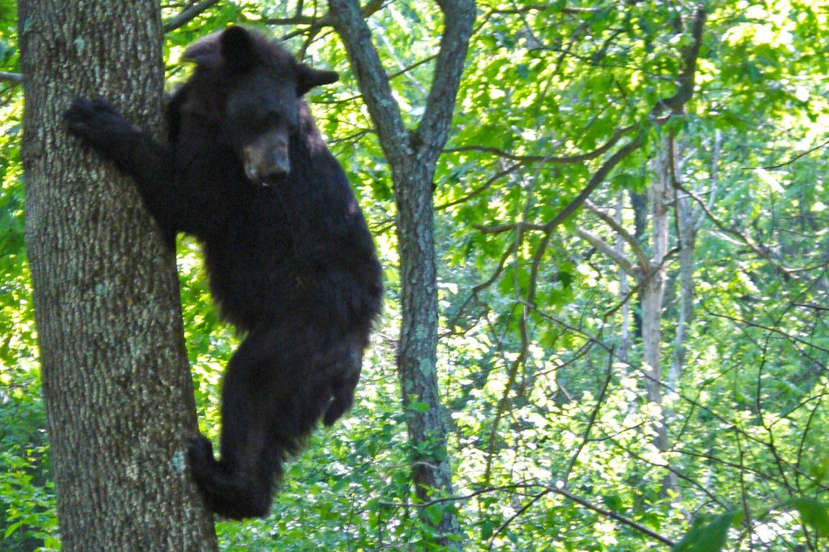 bear-in-tree-web bear-in-tree-web