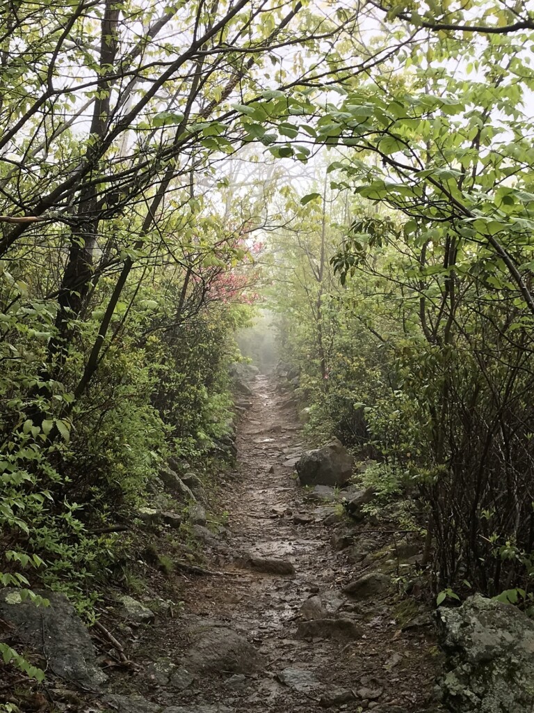 Canopied_Lori Swartz