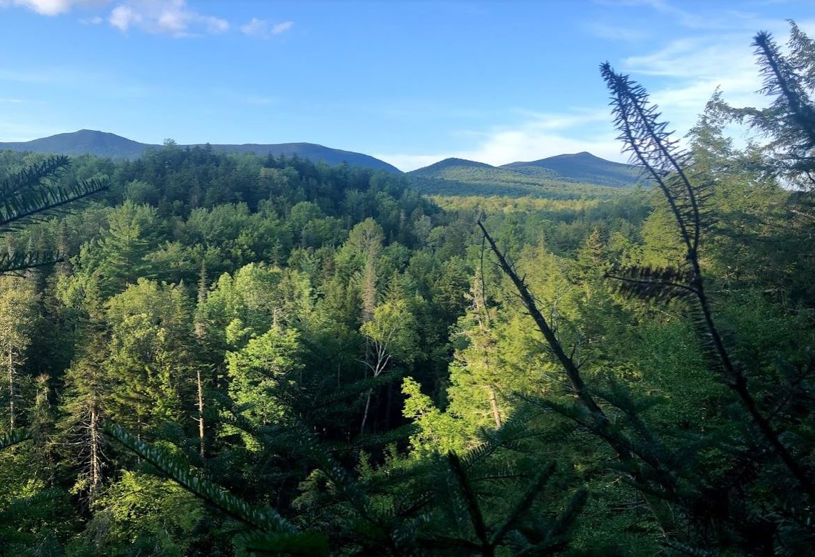 atc_rp18846_forest-landscape-2 atc_rp18846_forest-landscape-2