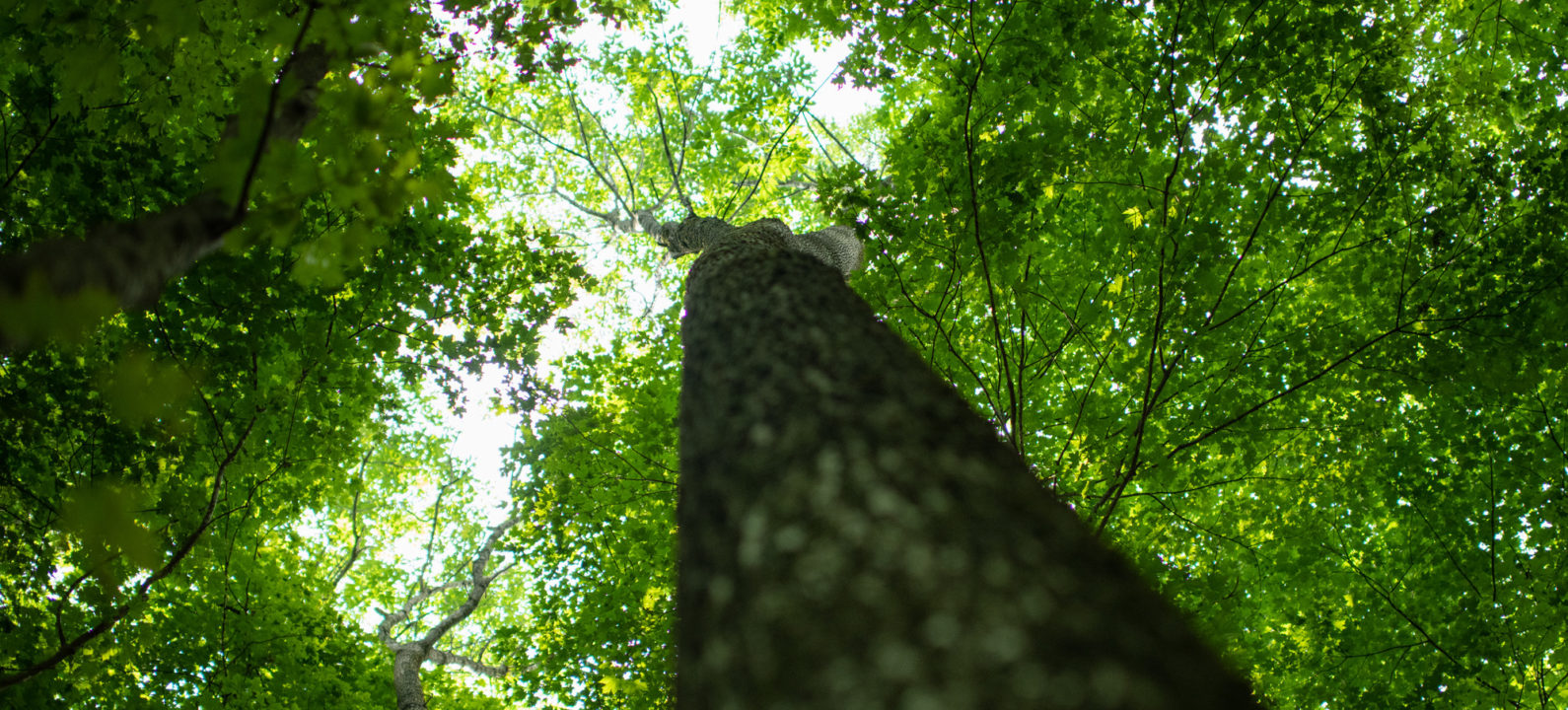 Ash Tree on the Appalachian Trail. Photo by Horizonline Pictures