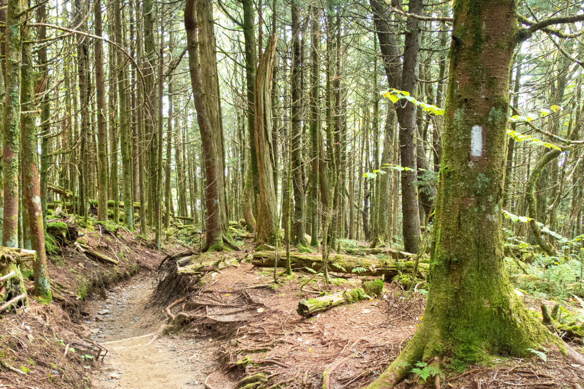 atc_rp18731_gsmnp_michelle-disarno-lpr1 atc_rp18731_gsmnp_michelle-disarno-lpr1