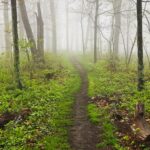 "The oxygen in the mountain air along the Appalachian skyline is a natural resource (and a national resource) that radiates to the heavens its enormous health-giving powers with only a fraction of a percent utilized for human rehabilitation. Here is a resource that could save thousands of lives." -Benton MacKaye