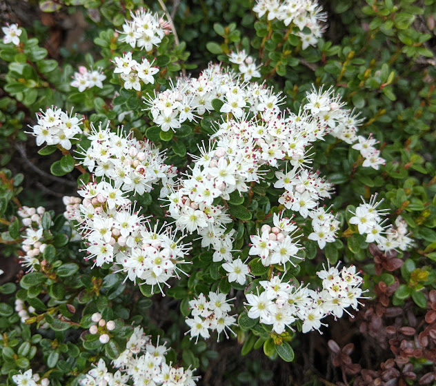 sand-myrtle-in-bloom-at-charlies-bunion