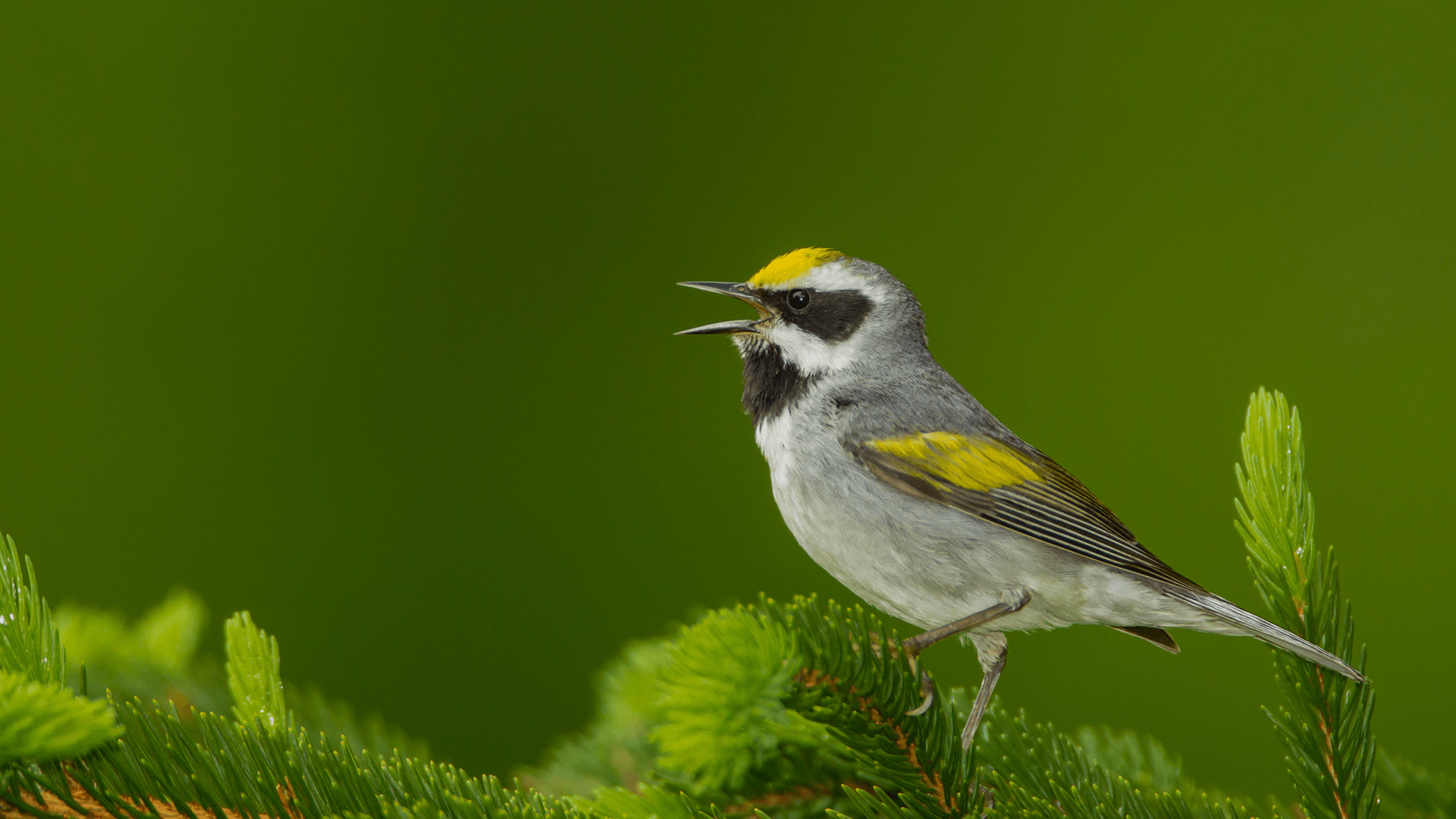 A small songbird perches on a leafy green branch